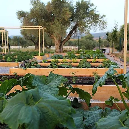 Emirsoy Harasi